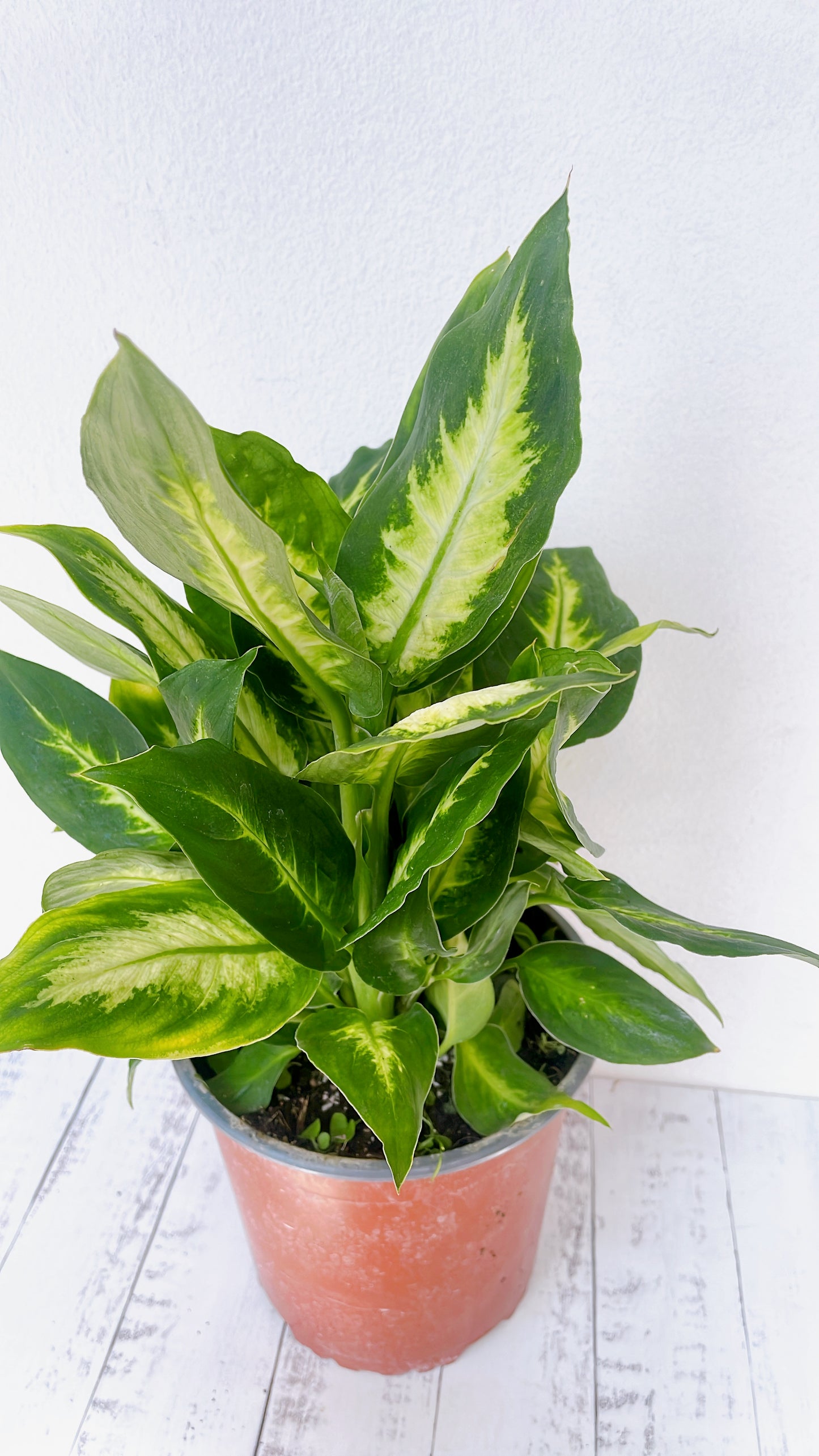 Dieffenbachia