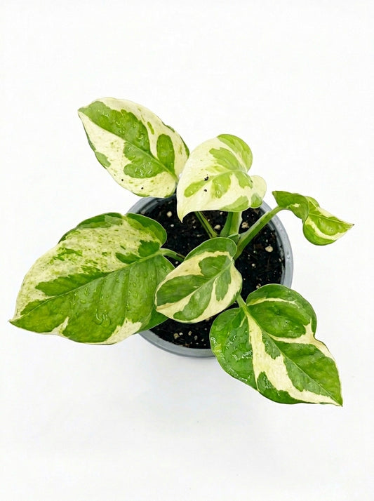 Pothos N’Joy Pearl and Jade Mini – Planta de interior 🌿