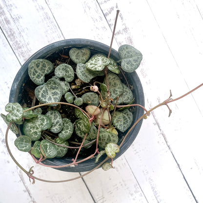 Ceropegia Woodii (Rosario de Corazones)