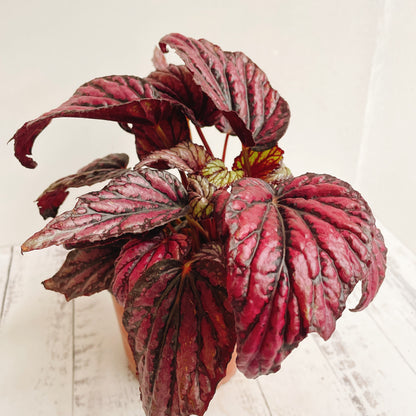 Begonia Rex