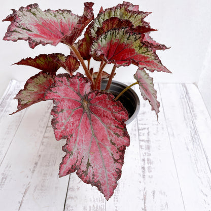 Begonia Rex
