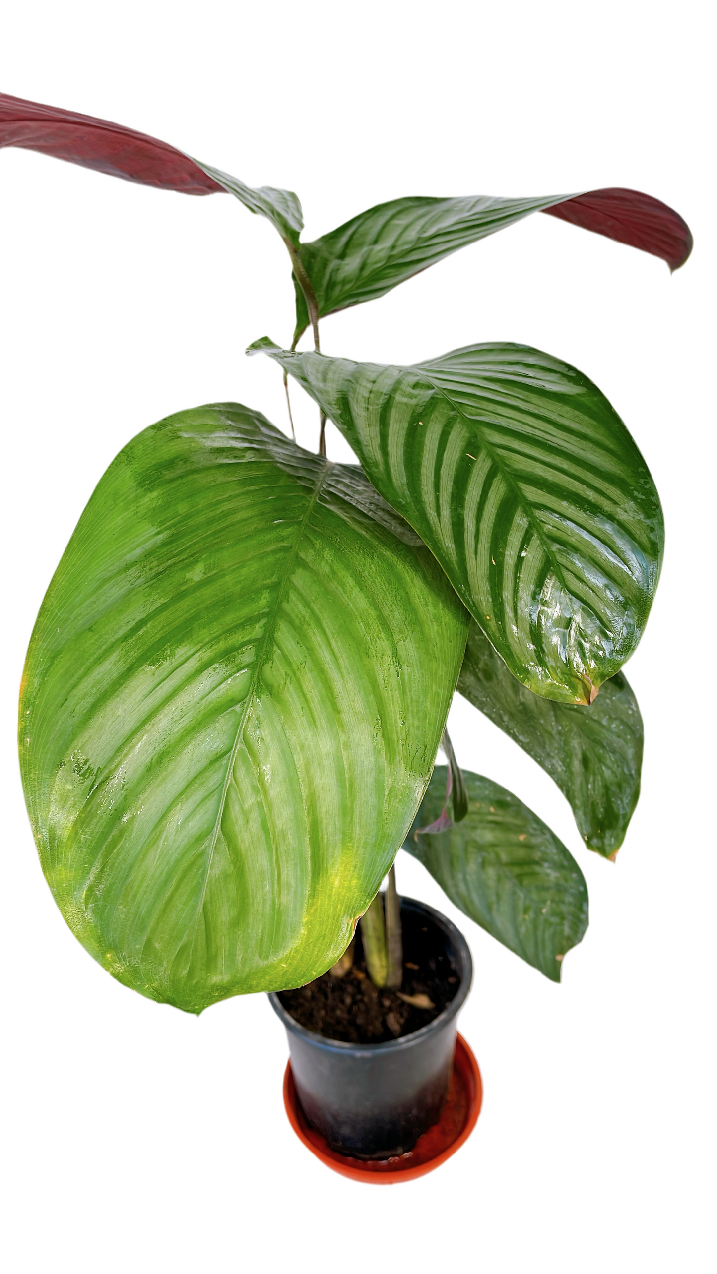 Maranta Ctenanthe Setosa