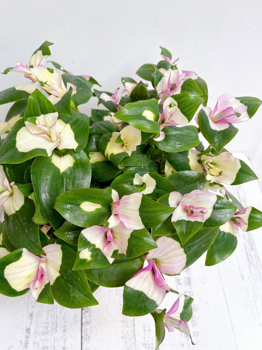 Tradescantia Brushing Bride