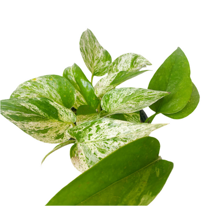 Pothus Marble Queen (epipremnum aureum)