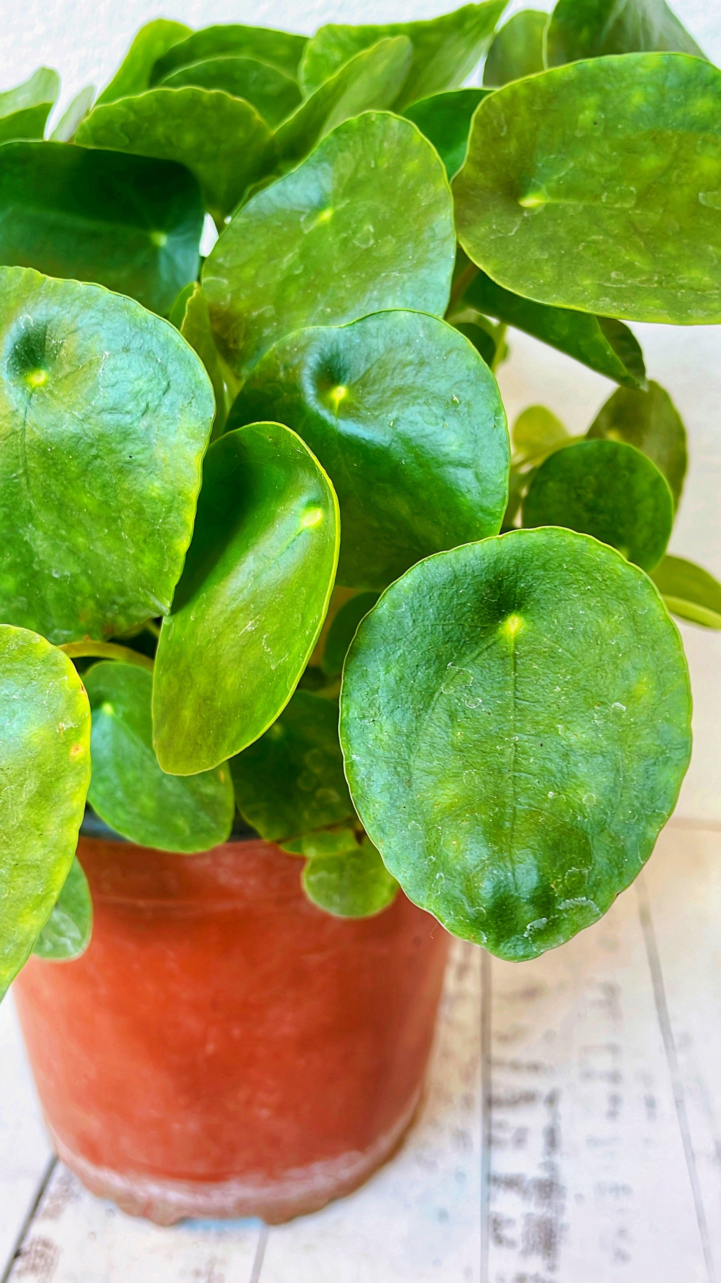 Pilea Peperomiode