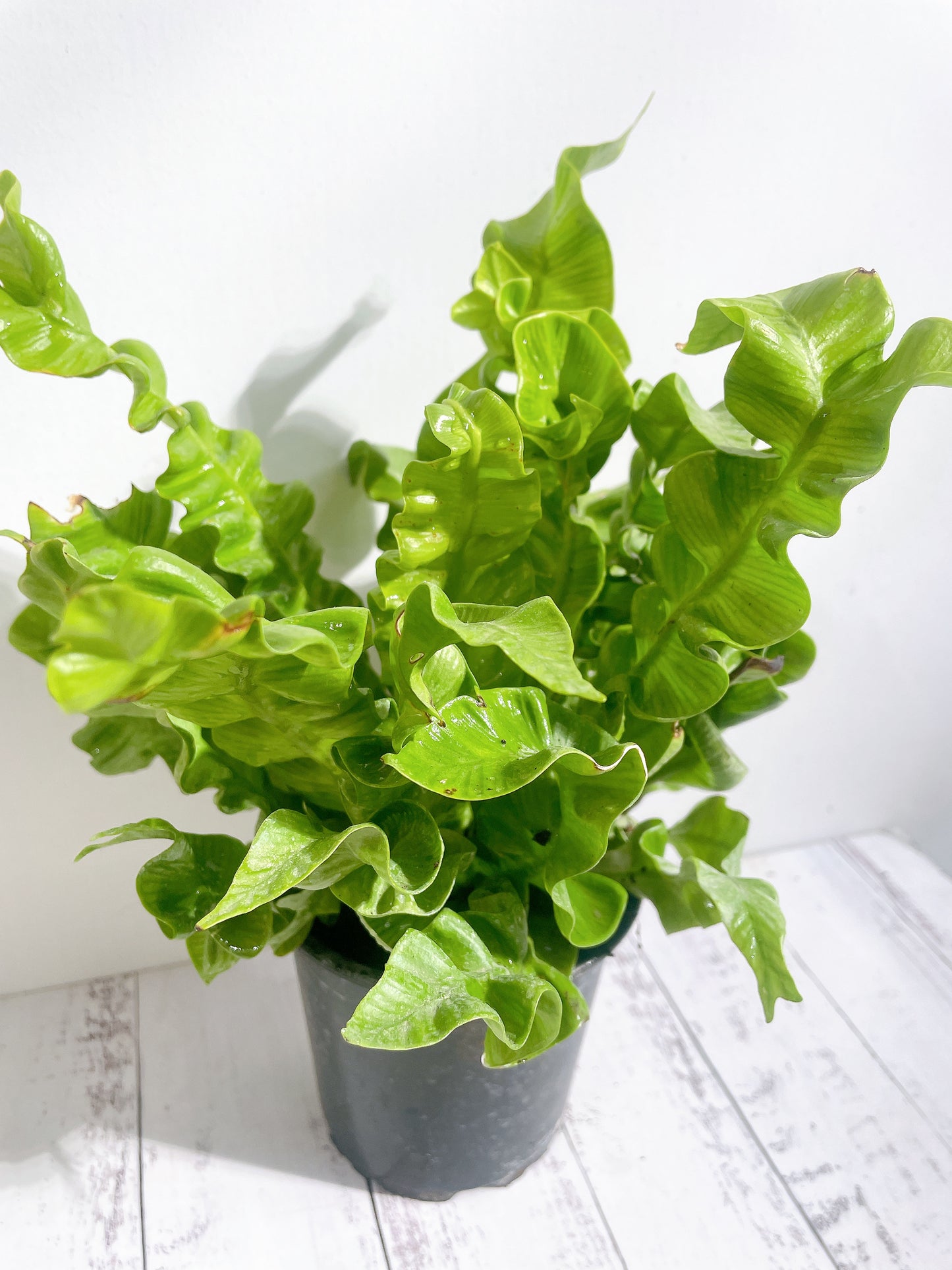 Helecho Asplenium Nidus Crispy