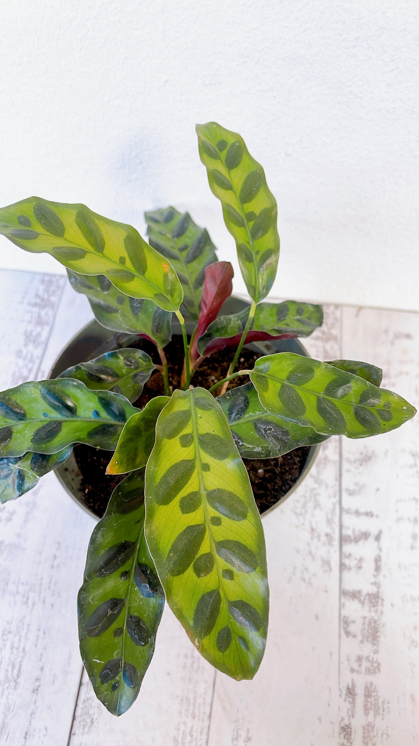 Calathea Lancifolia