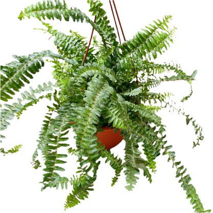 Helecho peineta Colgante