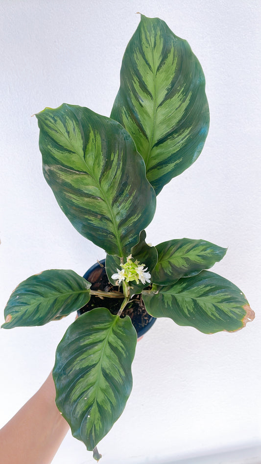 Calathea Albertii