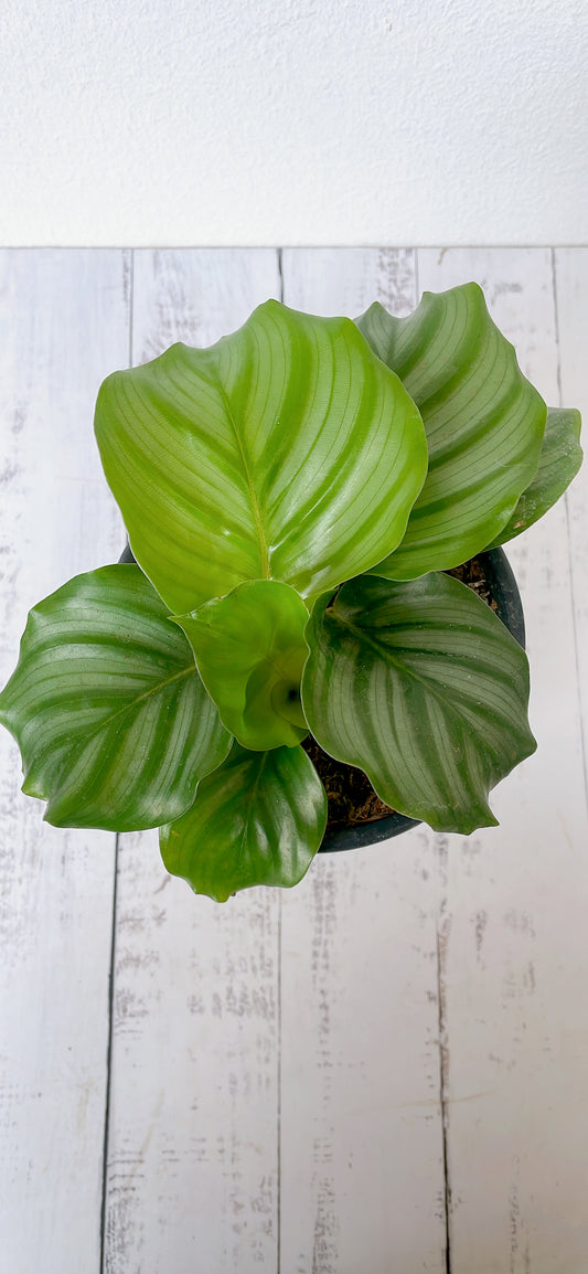 Calathea Orbifolia