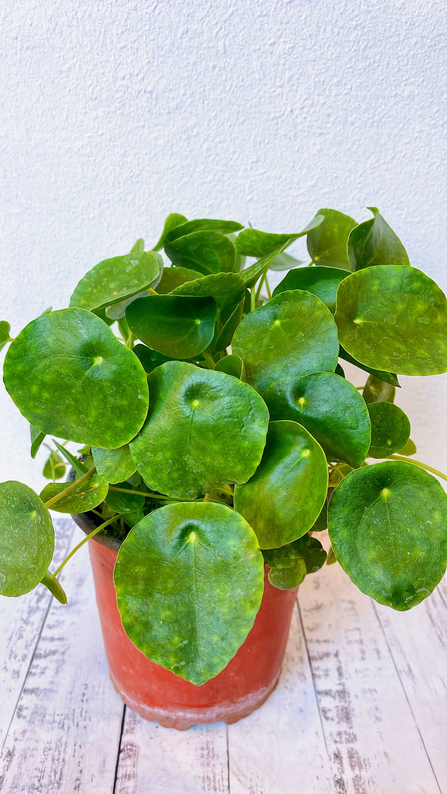 Pilea Peperomiode