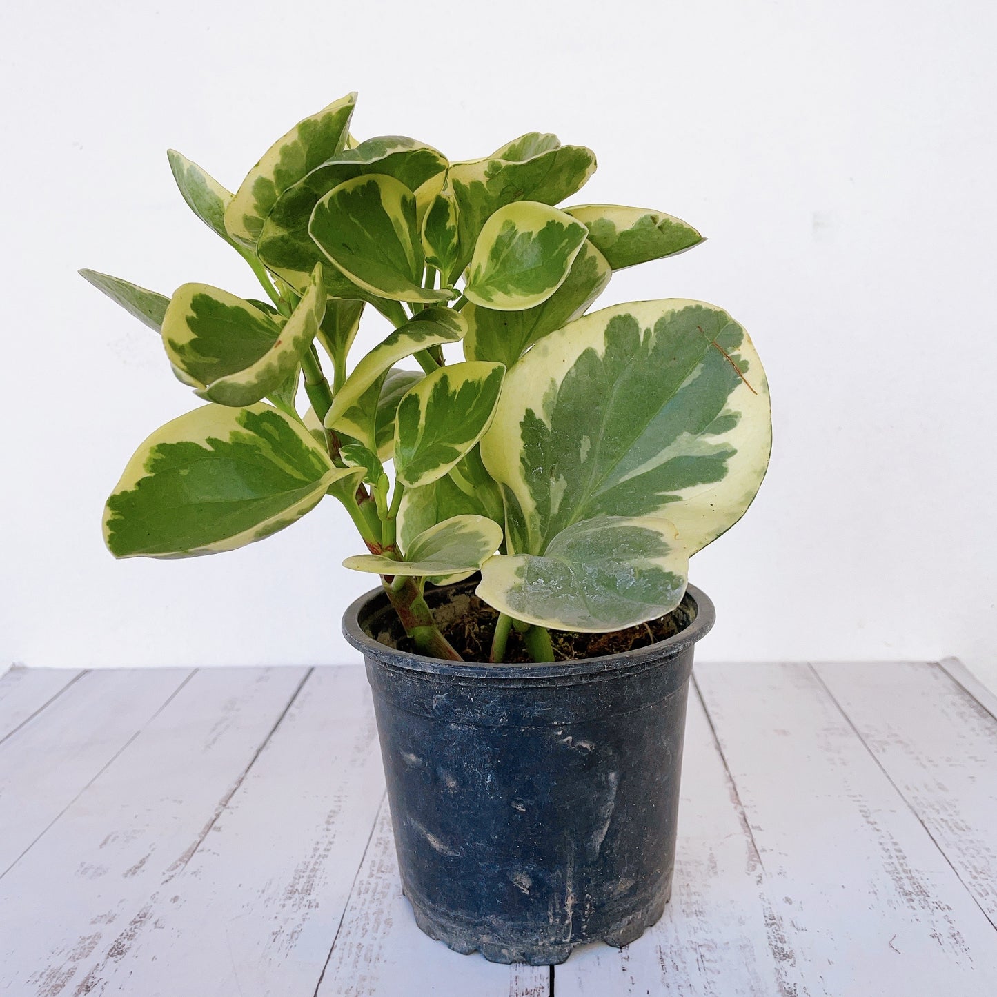 Peperomia Obtusifolia Variegata