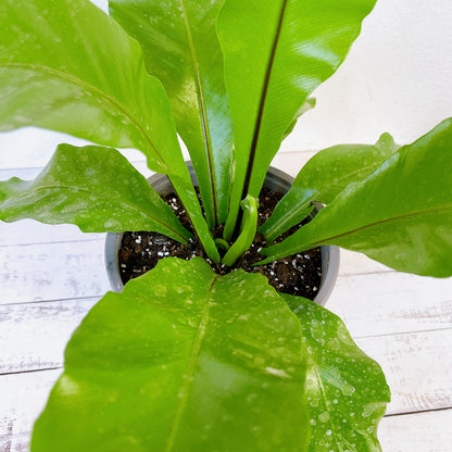 Asplenium Nidus/ Helecho Nido qde ave 🪺