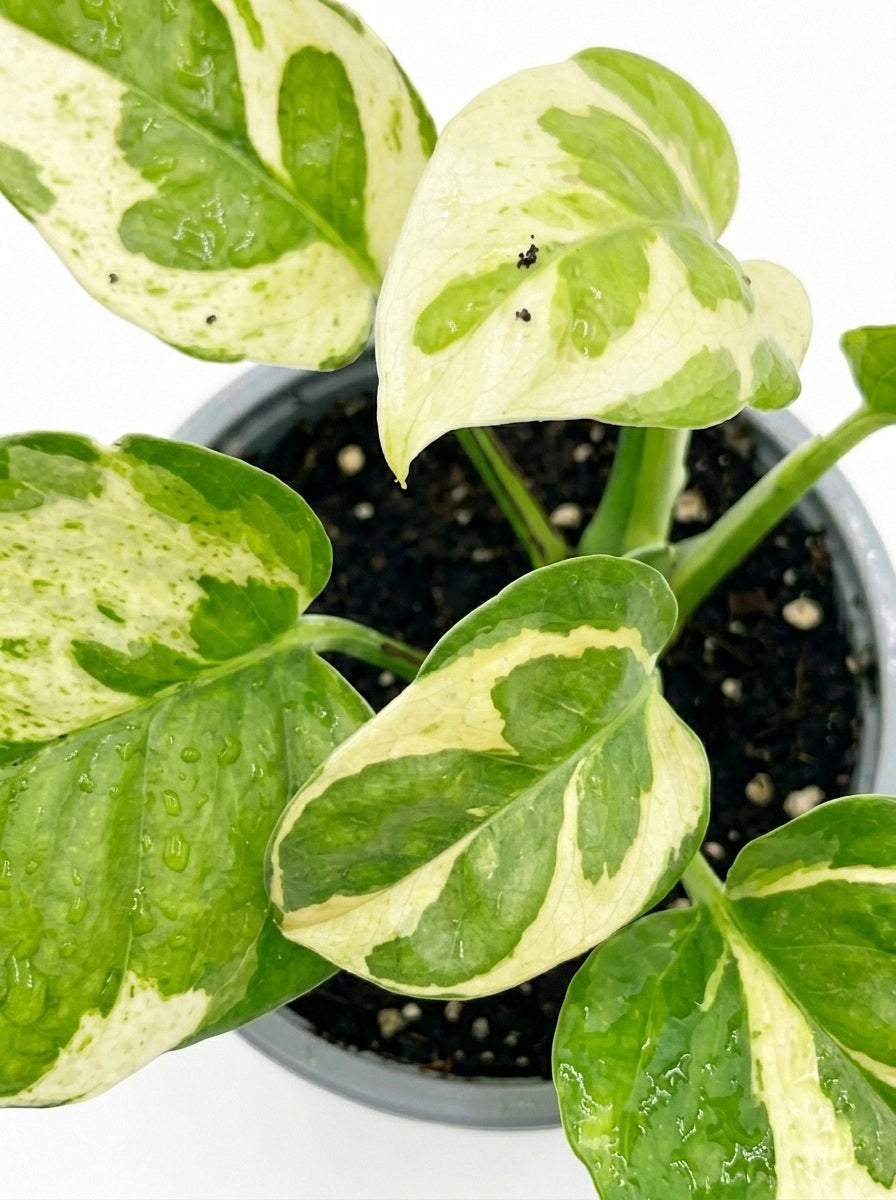 Pothos N’Joy Pearl and Jade Mini – Planta de interior 🌿
