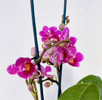 Orquídea (Phalaenopsis)
