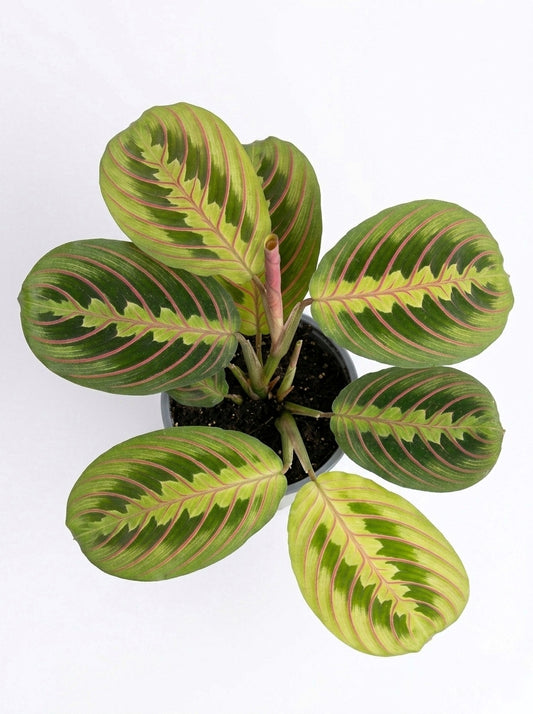 Maranta Leuconeura Mini – Planta de interior 🌿
