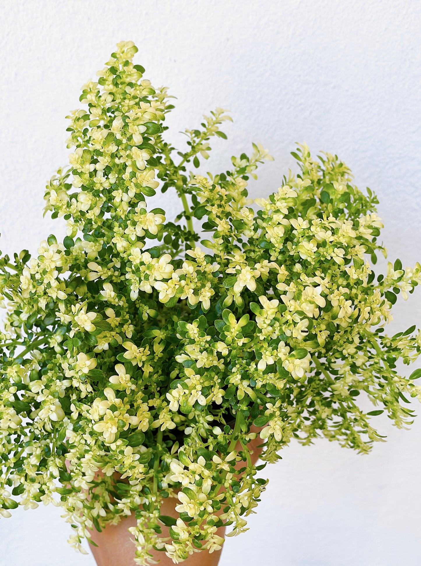 Helecho arroz variegado