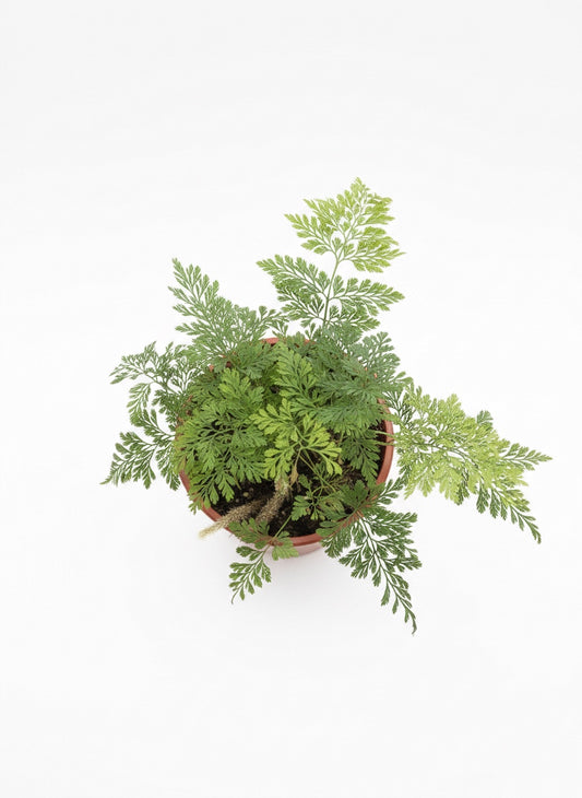 Helecho Pata de Conejo Mini – Planta de interior 🌿