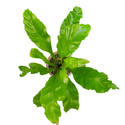 Asplenium Nidus/ Helecho Nido qde ave 🪺