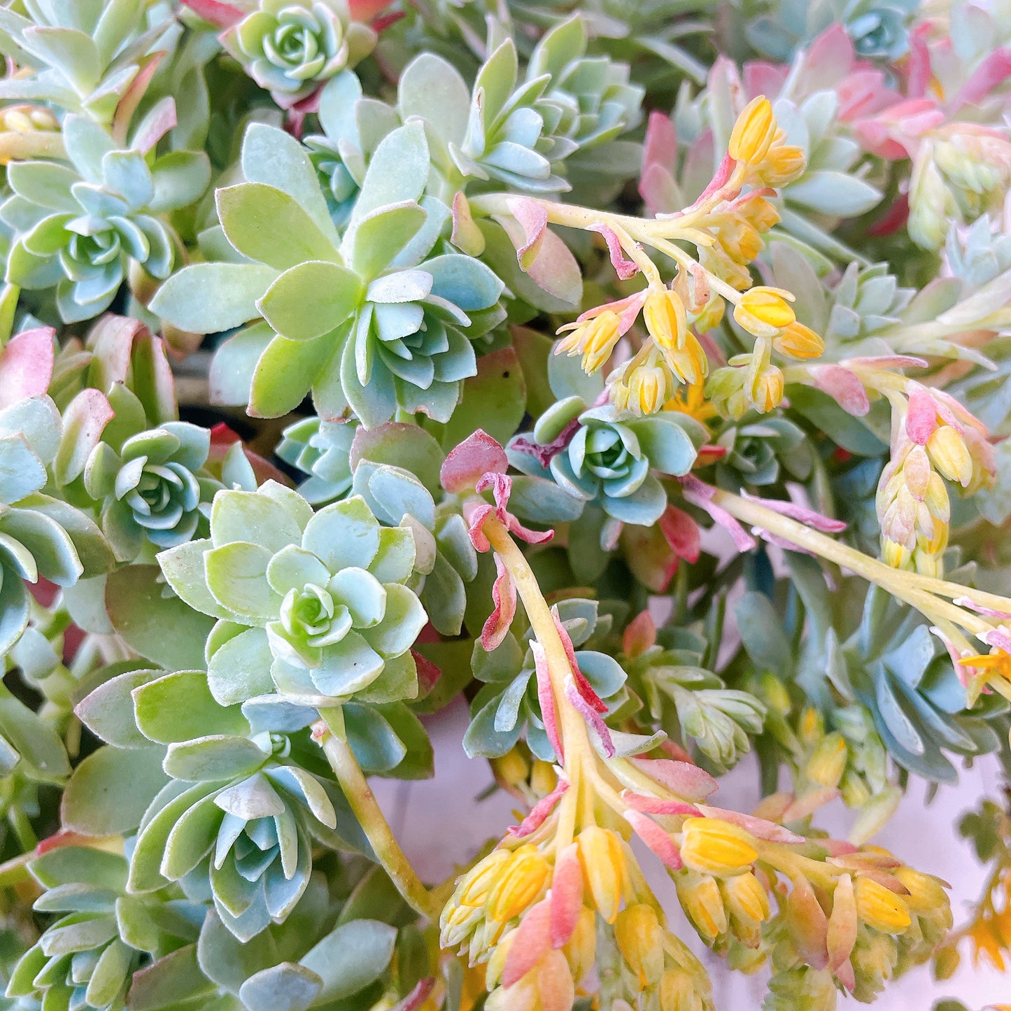 Sedum Palmerí