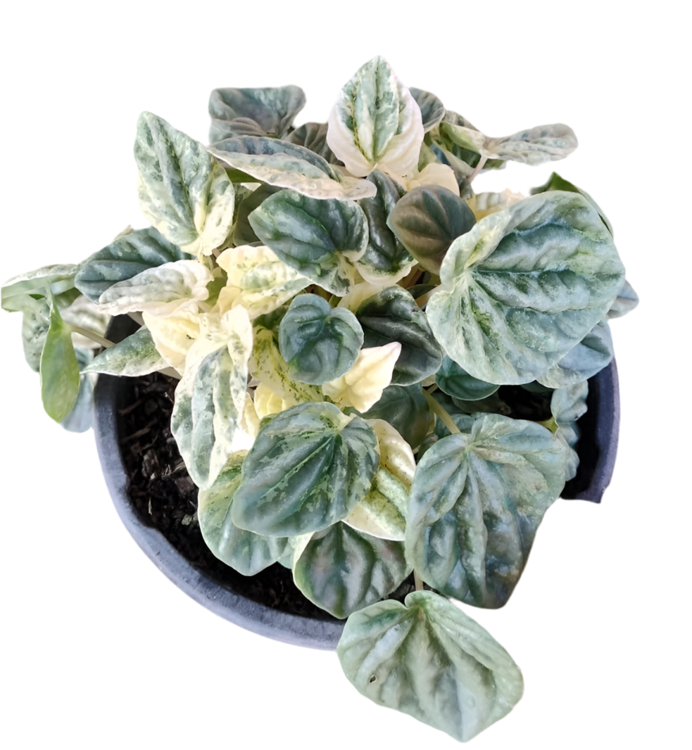 Peperomia caperata variegada