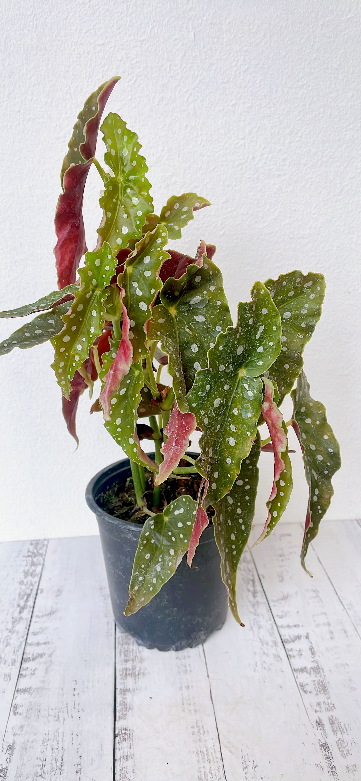 Begonia Maculata