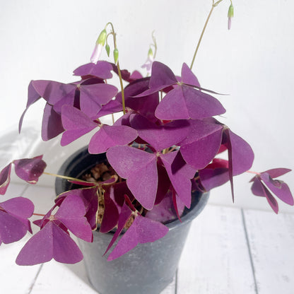 Oxalis Triangularis / Trébol Africano