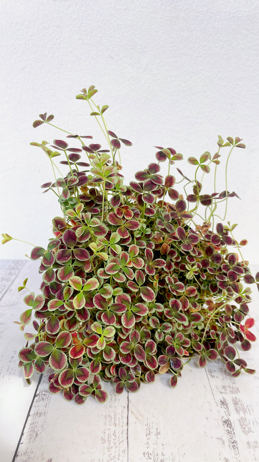 Trébol Estrelle / trifolium