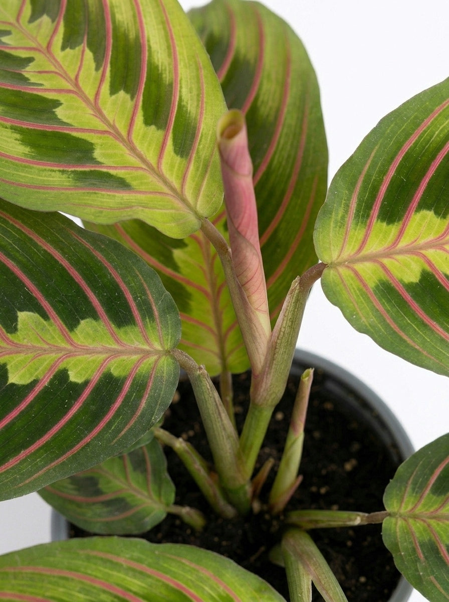 Maranta Leuconeura Mini – Planta de interior 🌿