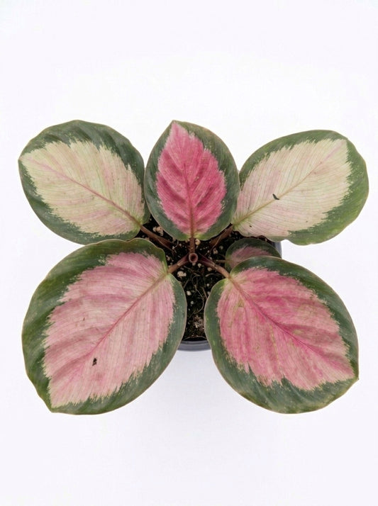 Calathea Roseopicta Mini – Planta de interior 🌿