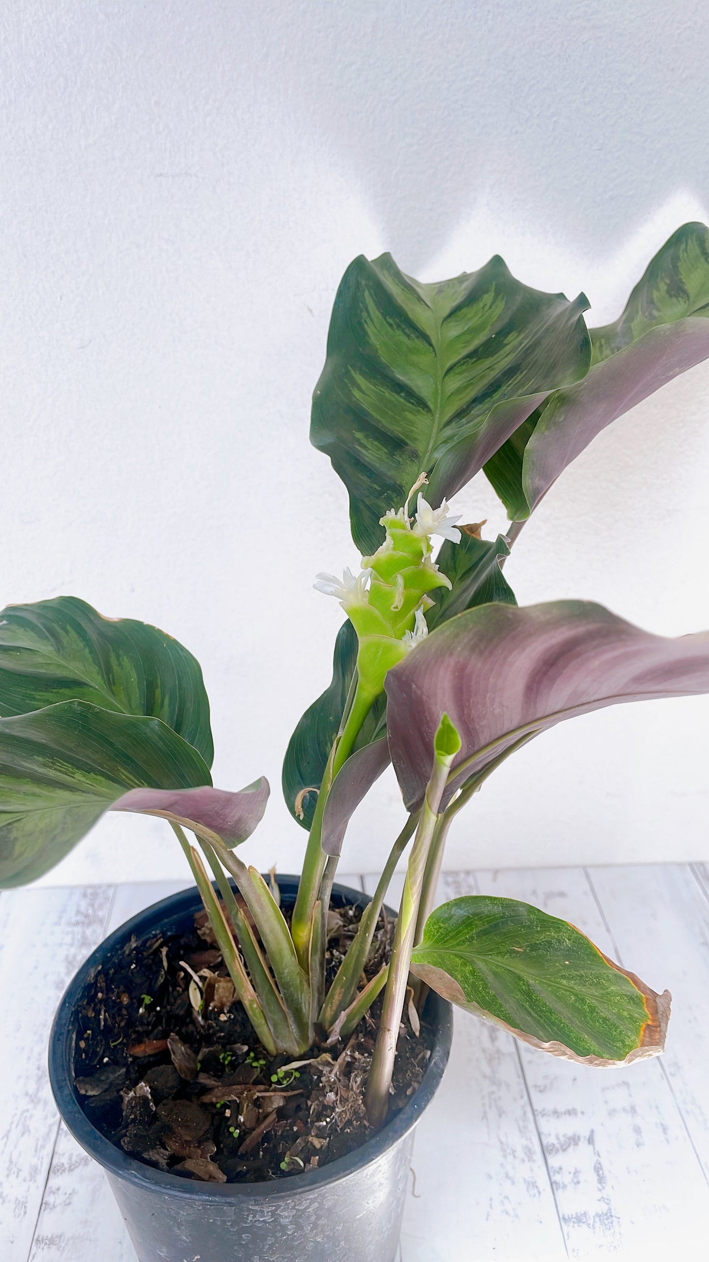 Calathea Albertii