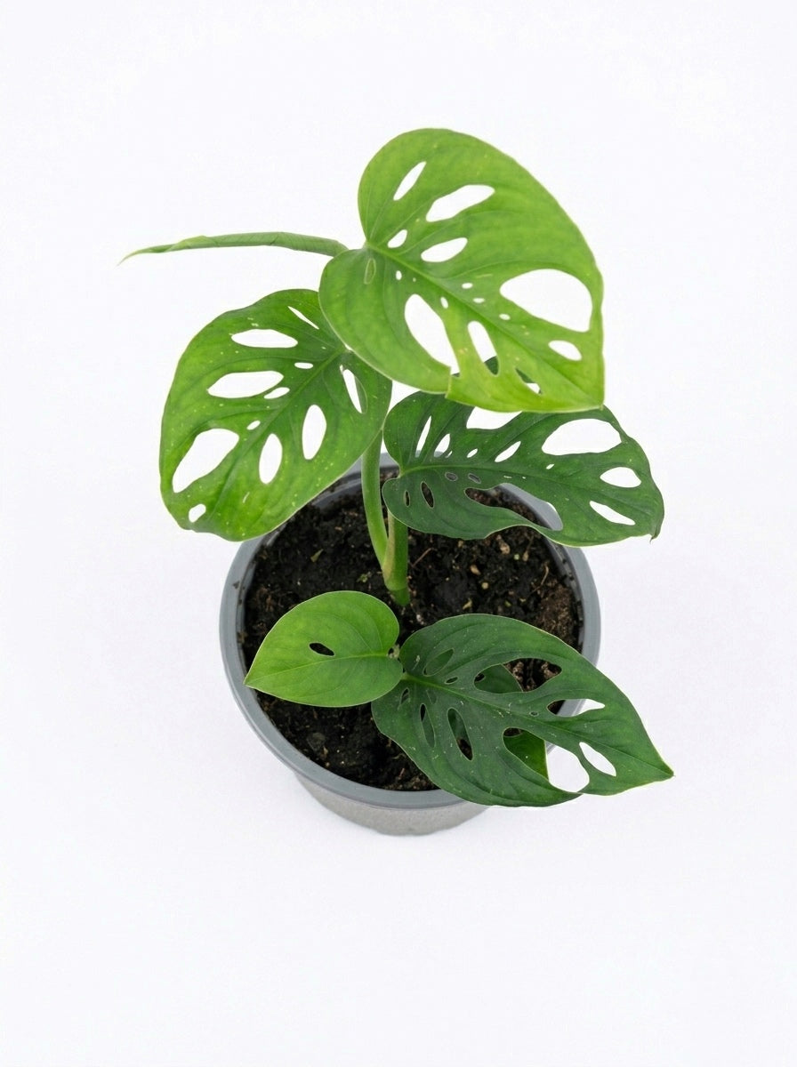 Monstera Friedrichsthalii Mini – Planta de interior 🌿