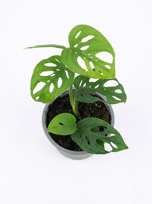 Monstera Friedrichsthalii Mini – Planta de interior 🌿