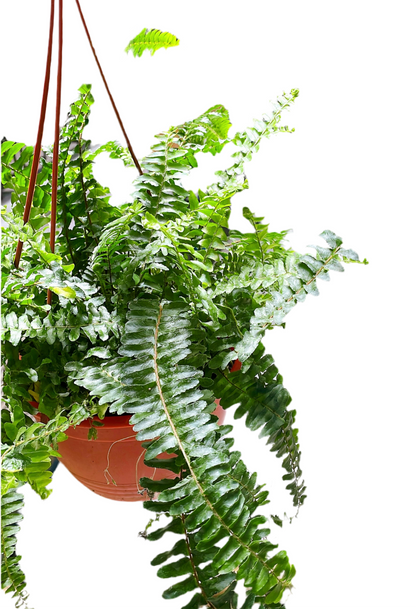 Helecho peineta Colgante