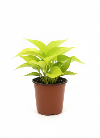 Pothus Golden lemon