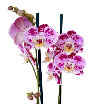 Orquídea (Phalaenopsis)