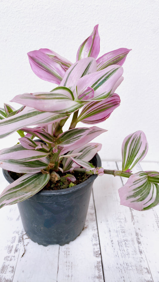 Tradescantia Rose