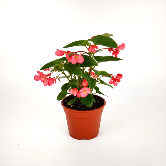 Begonia Dragón 🐉