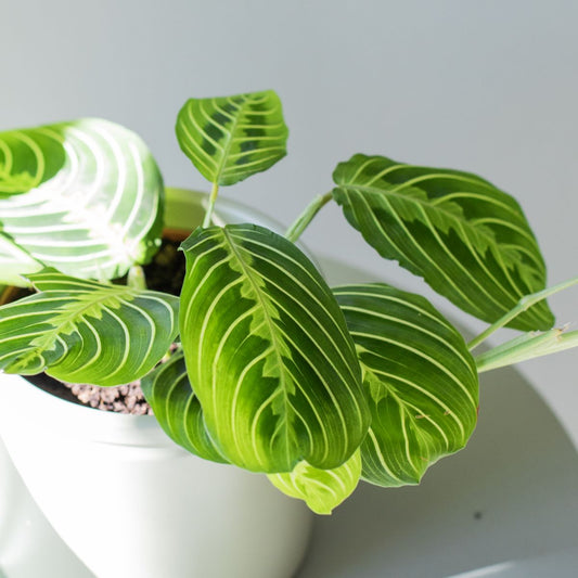 Maranta Lemon Lime