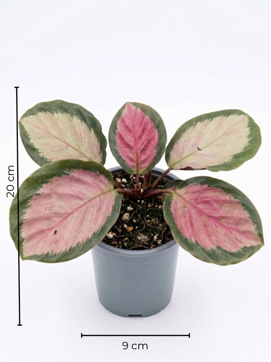 Calathea Roseopicta Mini – Planta de interior 🌿