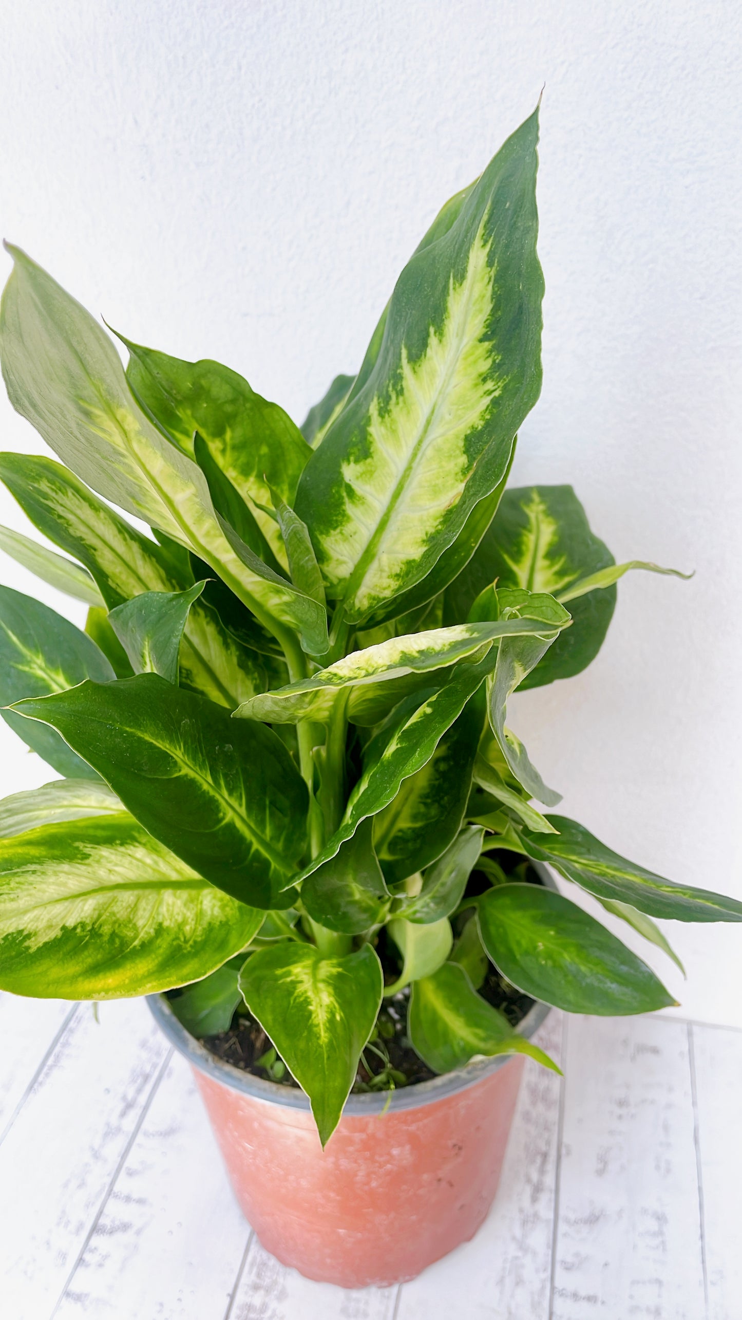 Dieffenbachia