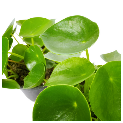 Peperomia Polybotrya (cucharita)