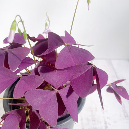 Oxalis Triangularis / Trébol Africano