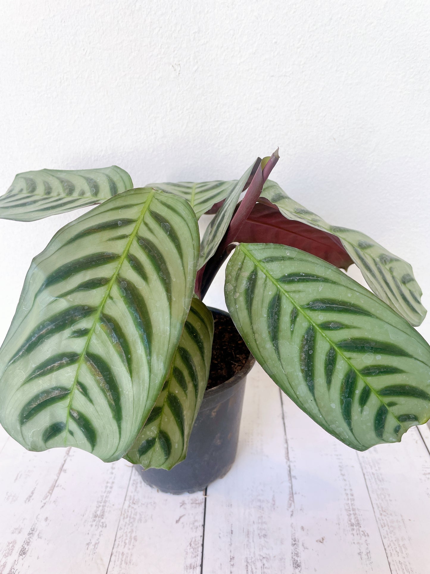 Calathea Burle Max