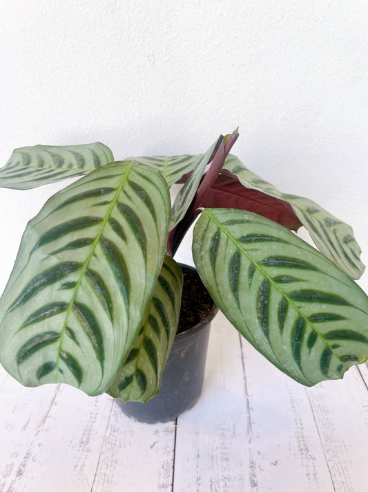 Calathea Burle Max