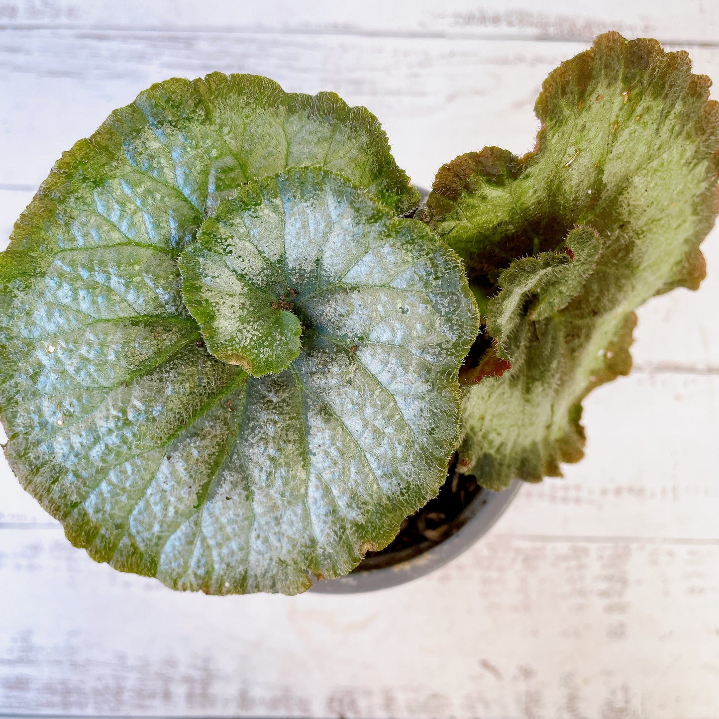 Begonia Caracol