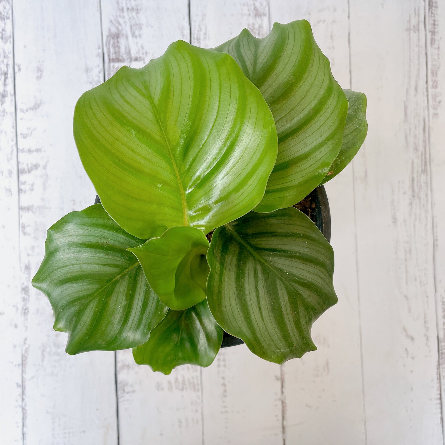 Calathea Orbifolia