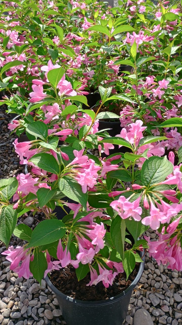 Weigela Florida | arbusto ornamental de flor