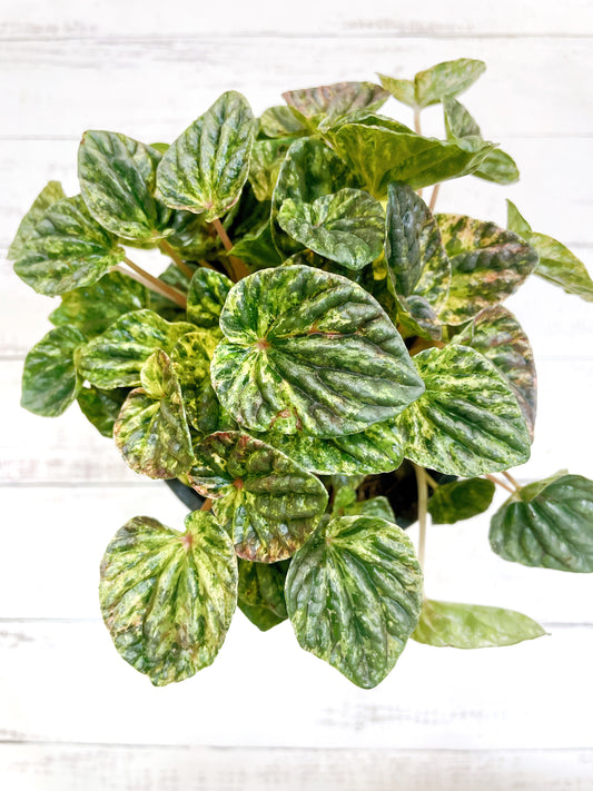 Peperomia caperata variegada