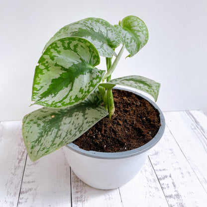 Scindapsus Pictus exótica